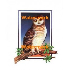 1.  Dusty Eagle Owl  - #XKL6141  -  PRINT