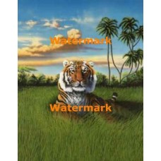 Regal Tiger  - #XKL6303  -  PRINT