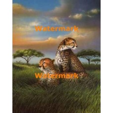 Cheetahs At Rest  - XKL6304  -  PRINT