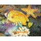 Tropical Fish With Starfish  - #XKL6451  -  PRINT
