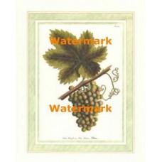 Grapevine II  - XAR6676  -  PRINT