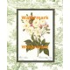 Rosa Noisett  - #XAR6863  -  PRINT