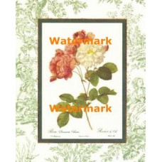 Rosa Damas  - #XAR6864  -  PRINT