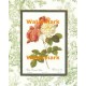 Rosa Damas  - #XAR6864  -  PRINT