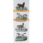 Horses  - #XD4947  -  PRINT