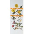 Pressed Flowers  -  #XD6505  -  PRINT