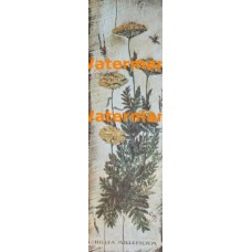 Achillea Millefolium  -  #XBFL448  -  PRINT