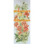 Tiger Lilies  -  #XS2350  -  PRINT