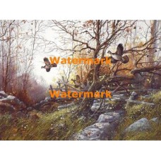 Ruffed Grouse  - XD11078  -  PRINT 