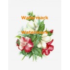 Flowers  - XD2871  -  PRINT