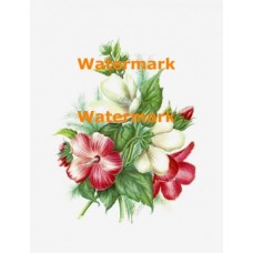 Flowers  - XD2871  -  PRINT