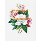 Magnolia & Dogwood  - XD2873  -  PRINT