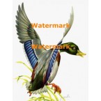 Mallard  - XD3964  -  PRINT 