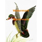 Wood Duck  - XD3966  -  PRINT 