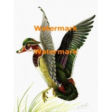 Wood Duck  - XD3966  -  PRINT 
