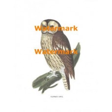 Tawny Owl  - XBAN135  -  PRINT