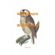 Tawny Owl  - XBAN135  -  PRINT