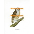 Little Owl  - XBAN136  -  PRINT