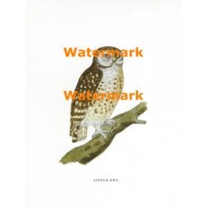 Little Owl  - XBAN136  -  PRINT