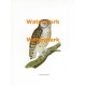 Little Owl  - XBAN136  -  PRINT