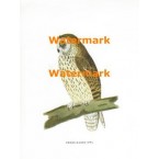 Short-Eared Owl  - XBAN137  -  PRINT