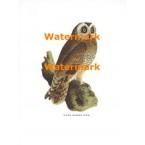 Cape Eared Owl  - XBAN138  -  PRINT