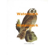 Cape Eared Owl  - XBAN138  -  PRINT