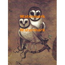Barn Owls  - XBAN534  -  PRINT