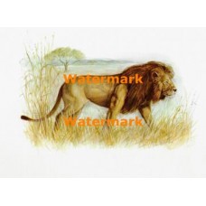 Lion  - XBAN818  -  PRINT