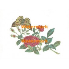 Butterfly & Flower  - XBBF15  -  PRINT