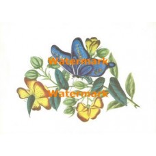 Butterfly & Flower  - XBBF16  -  PRINT