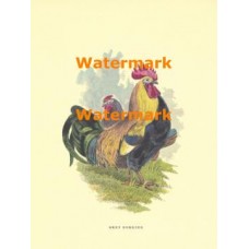 Rooster  - XBBI-11  -  PRINT