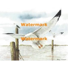 Seagulls  - #XBBI-134  -  PRINT