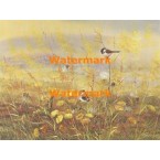 Birds in Field  - XBBI-556  -  PRINT