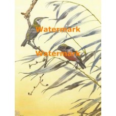 Birds  - XBBI-678  -  PRINT