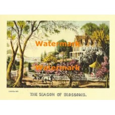 The Season of Blossoms  - XBCI-7  -  PRINT
