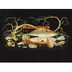 Nighttime Seashells  - #XBDE104  -  PRINT