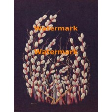 Nighttime Pussy Willows  - XBDE119  -  PRINT