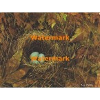 Nest  - XBDEC91  -  PRINT