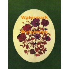 Pressed Flowers  - XBFL1027  -  PRINT