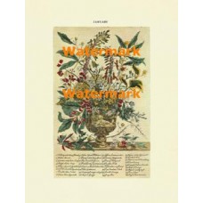 Flowers of the Month:  January  - XBFL112  -  PRINT