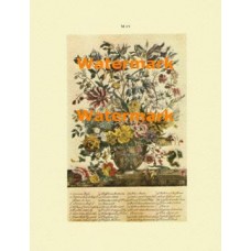 Flowers of the Month:  May  - XBFL116  -  PRINT