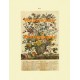 Flowers of the Month:  May  - XBFL116  -  PRINT