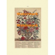 Flowers of the Month:  July  - XBFL118  -  PRINT
