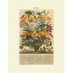 Flowers of the Month:  September  - XBFL120  -  PRINT