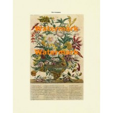 Flowers of the Month:  September  - XBFL120  -  PRINT