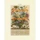 Flowers of the Month:  September  - XBFL120  -  PRINT