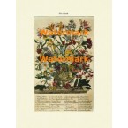 Flowers of the Month:  October  - XBFL121  -  PRINT