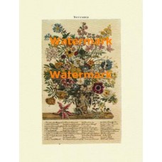 Flowers of the Month:  November  - XBFL122  -  PRINT