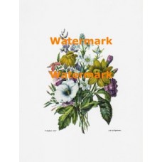 Flowers  - XBFL555  -  PRINT